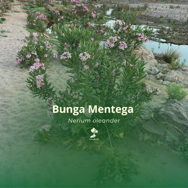 Bunga Mentega