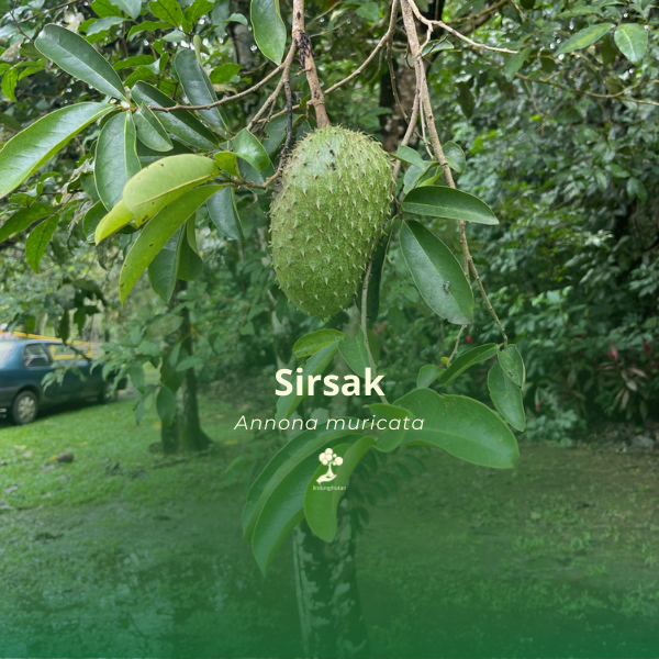 Sirsak