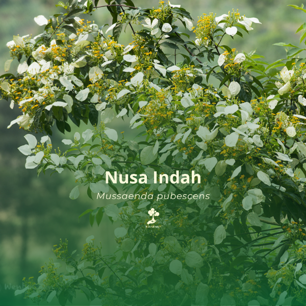 Nusa Indah
