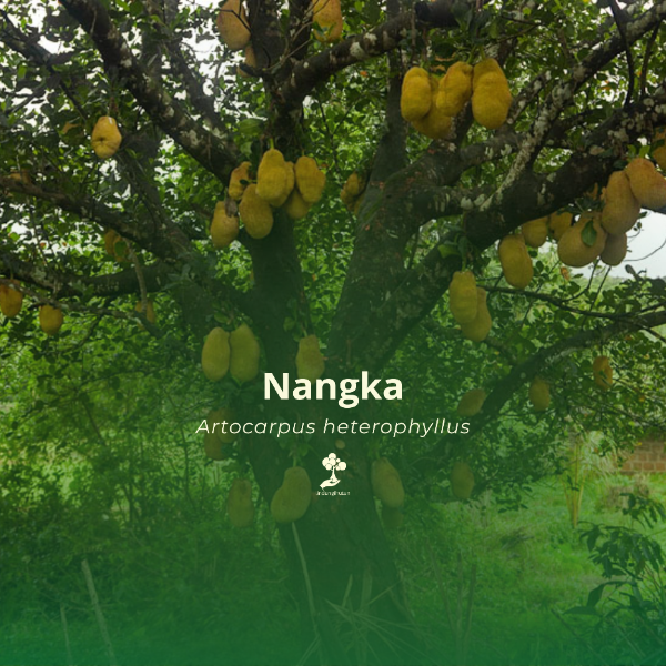 Nangka