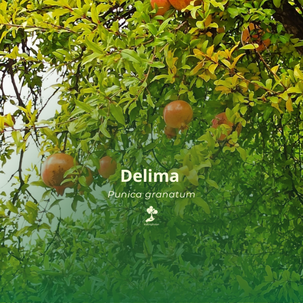Delima