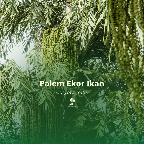 Palem ekor ikan