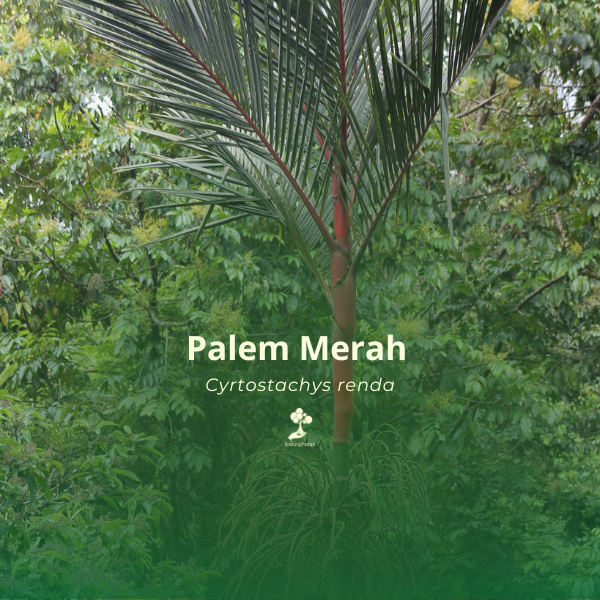 Palem Merah 