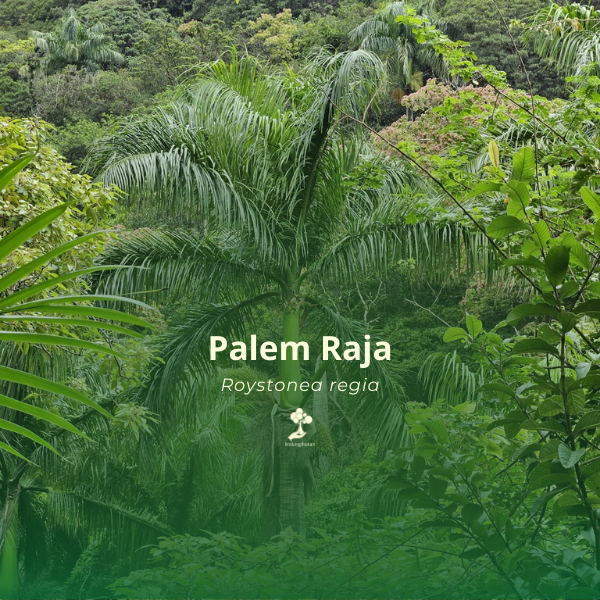 Palem raja
