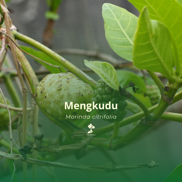Mengkudu