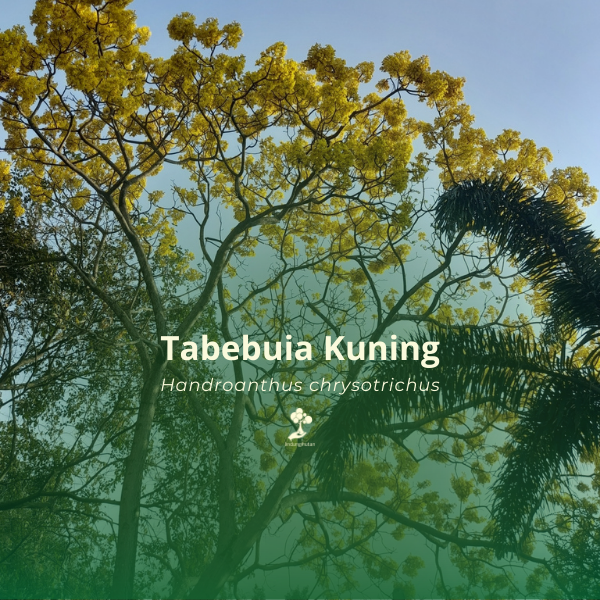 Tabebuia kuning