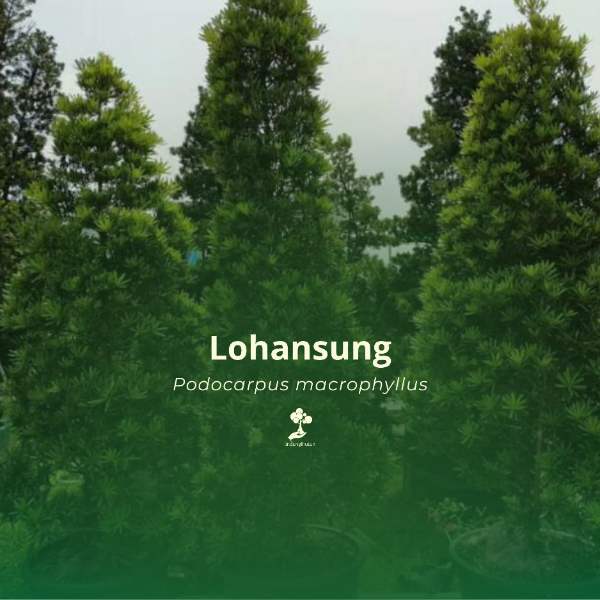 Lohansung
