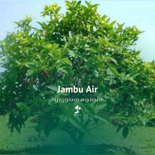 Jambu Air