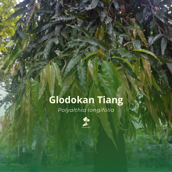 Glodokan tiang