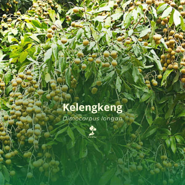 Kelengkeng