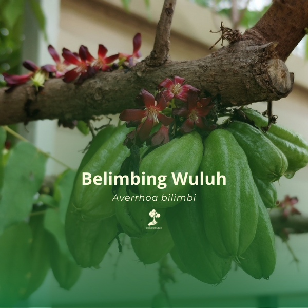 Belimbing wuluh