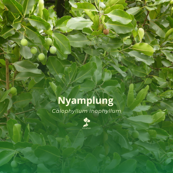 Nyamplung