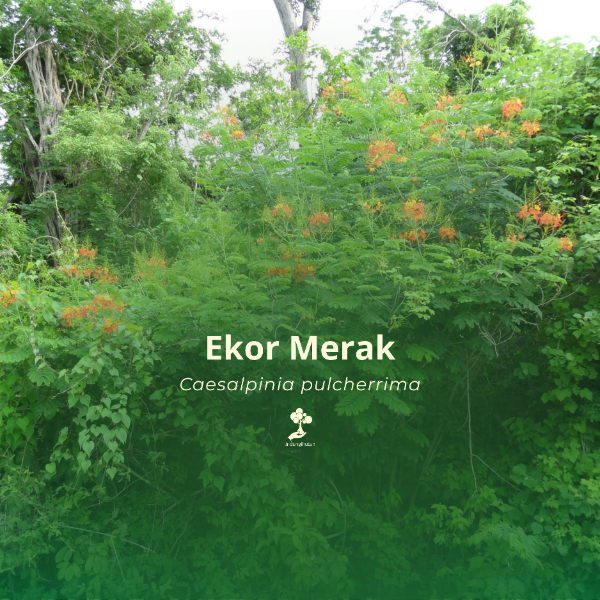 Ekor Merak