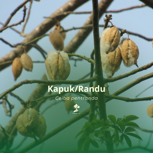 kapuk