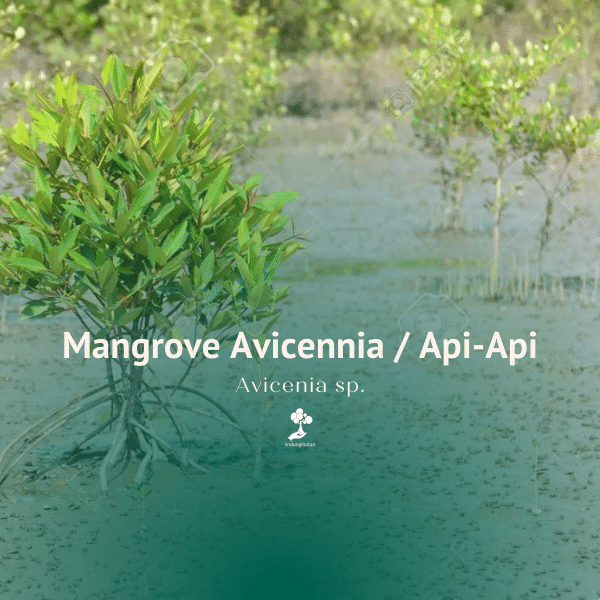Mangrove Avicennia (api-api putih)