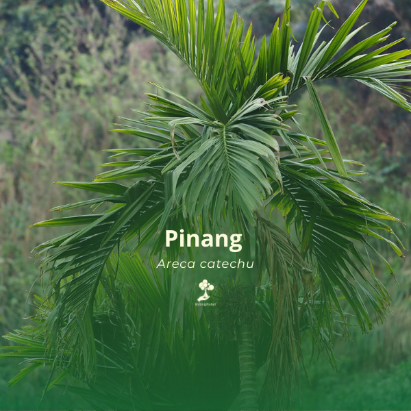 Pinang 
