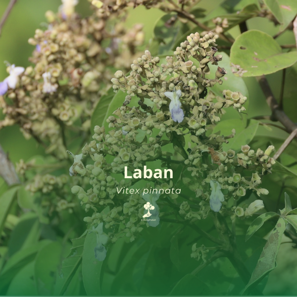 Laban