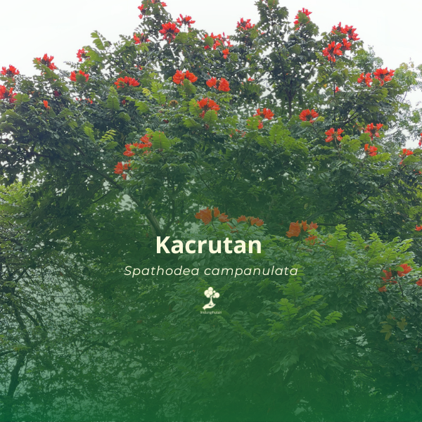 Kacrutan 