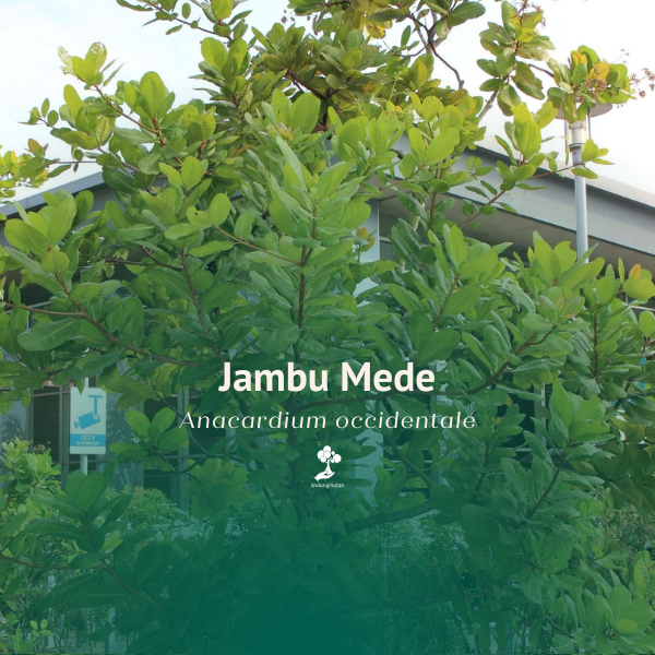 Jambu Mede