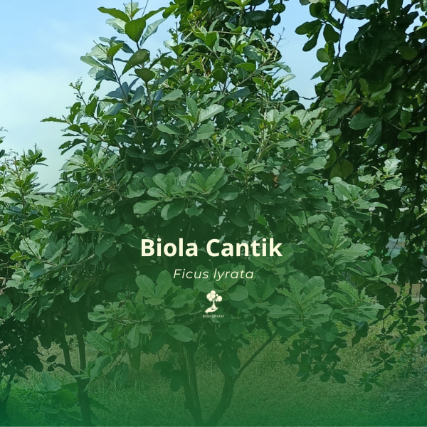 Biola Cantik