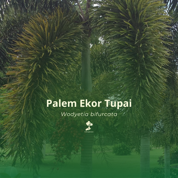 Palem ekor tupai