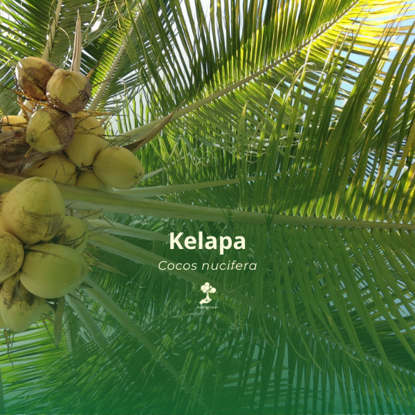 Kelapa