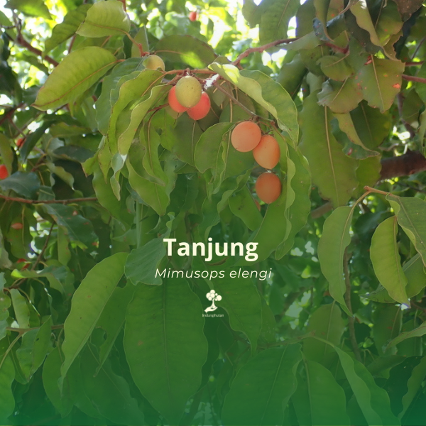 Tanjung 