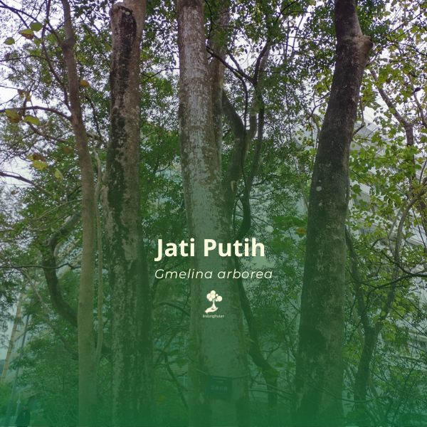 Jati Putih