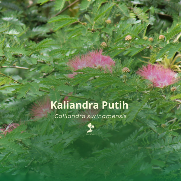 Kaliandra Putih / Pink