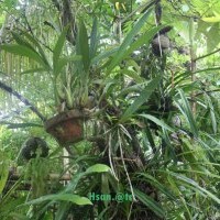 Spesies Pohon Hutan Kalimantan