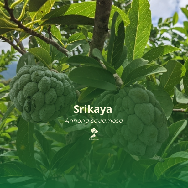 Srikaya 