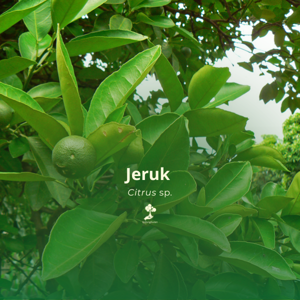 Jeruk   