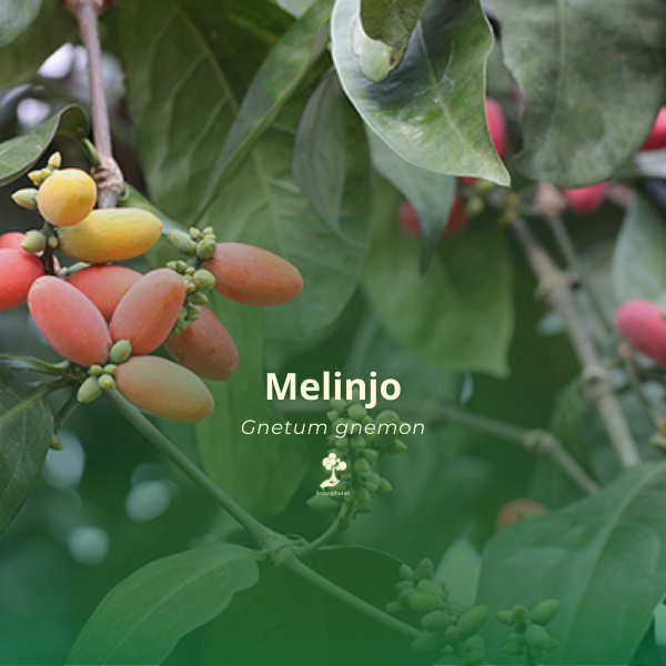 Melinjo