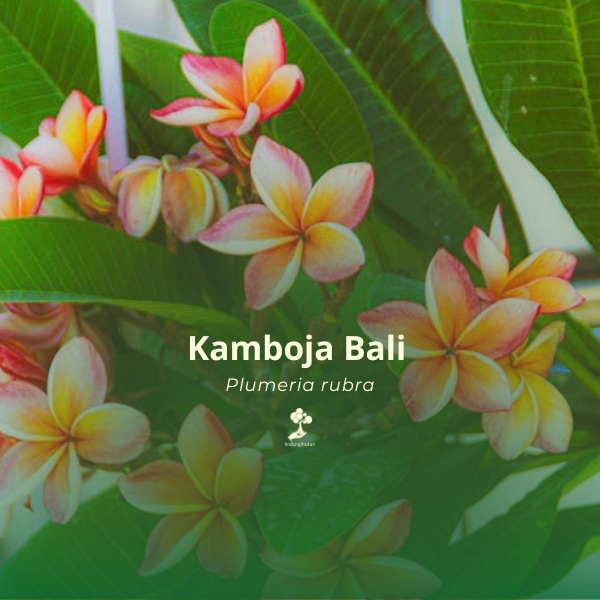 Kamboja Bali 