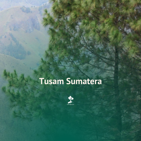 Tusam Sumatera
