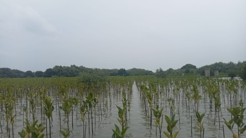 Gambar Monitoring