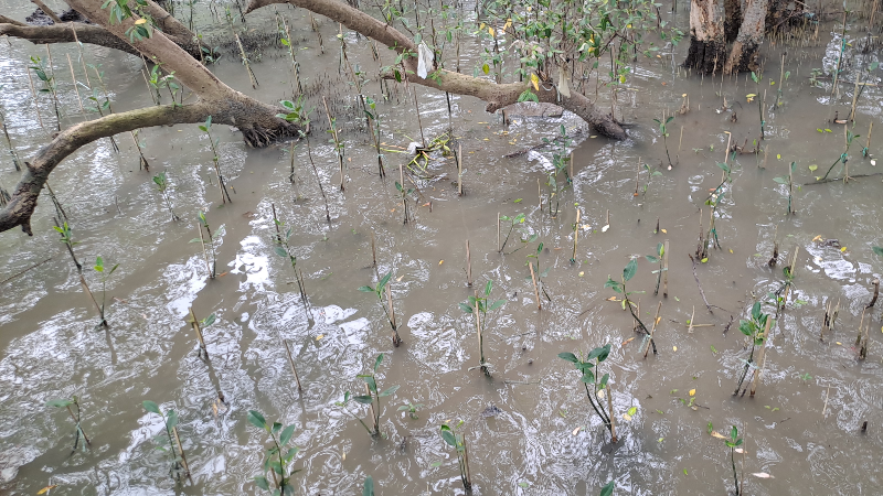 Gambar Monitoring