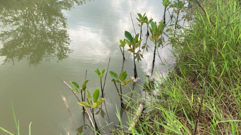 Gambar Monitoring