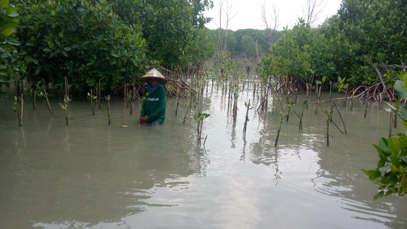 Gambar Monitoring