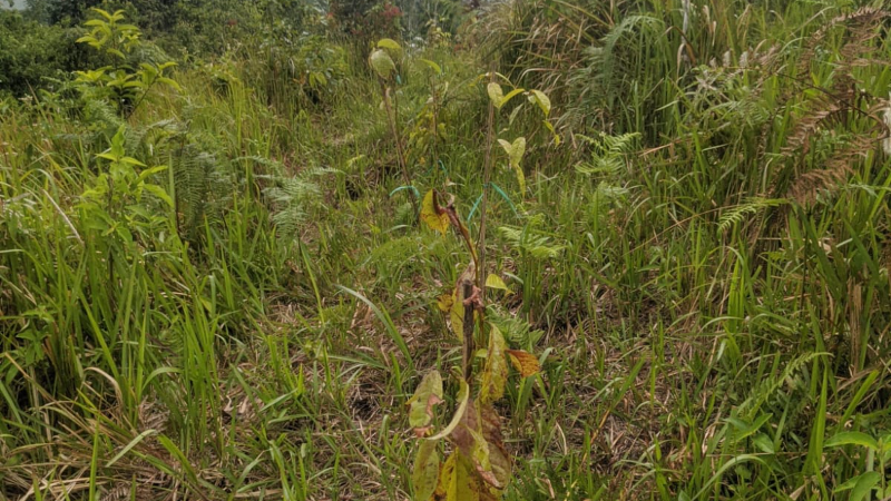 Gambar Monitoring