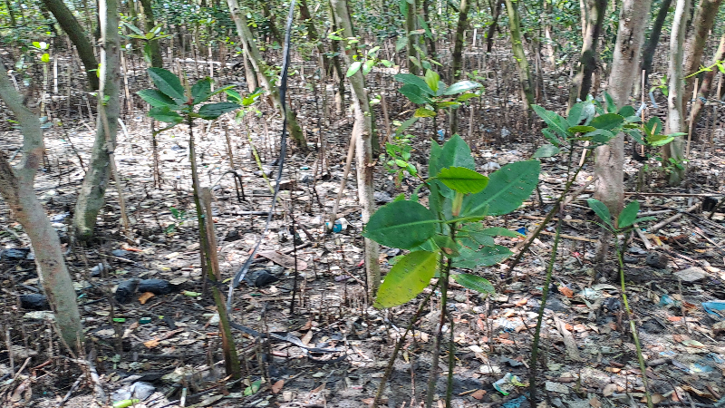 Gambar Monitoring