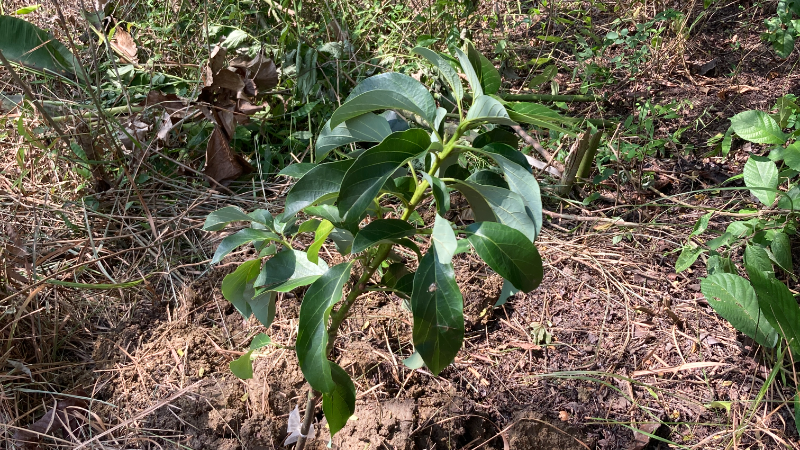 Gambar Monitoring